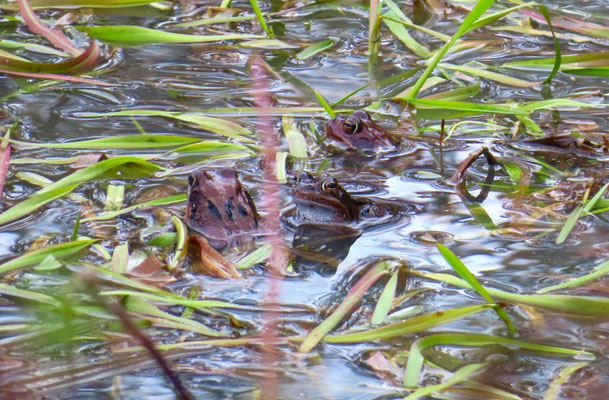 Grasfrosch