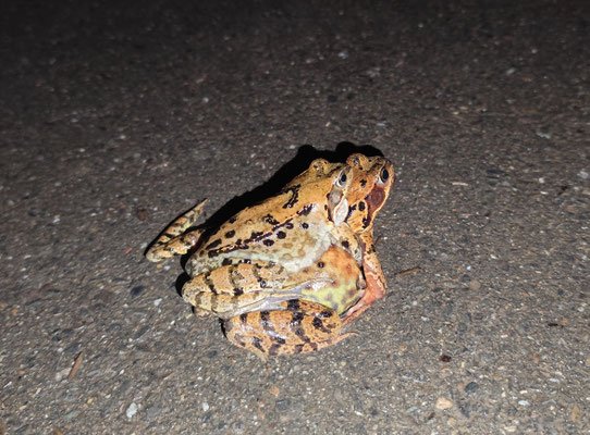 Grasfrosch