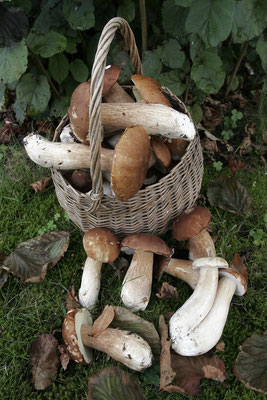 Imagirance- Ceps des bords de Rance