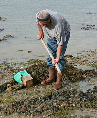 Imagirance- recherche de vers de mer