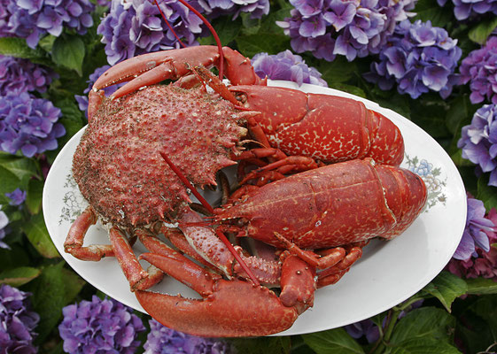 Imagirance- Homard et araignées