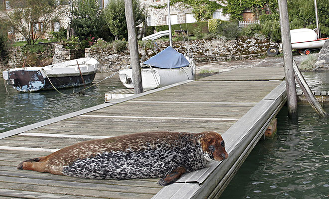 Imagirance- L9 sur le ponton de la Moinerie