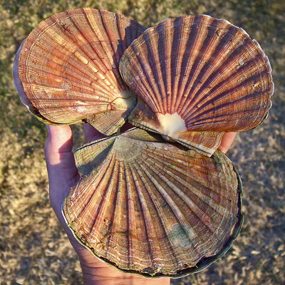Imagirance- Coquilles Saint Jacques