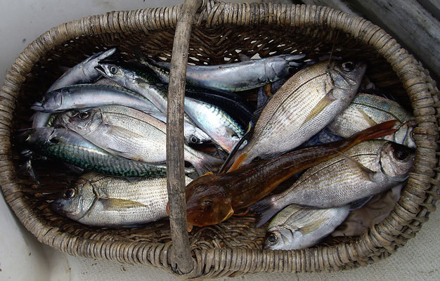Imagirance- Panier de retour de pêche avec divers poissons