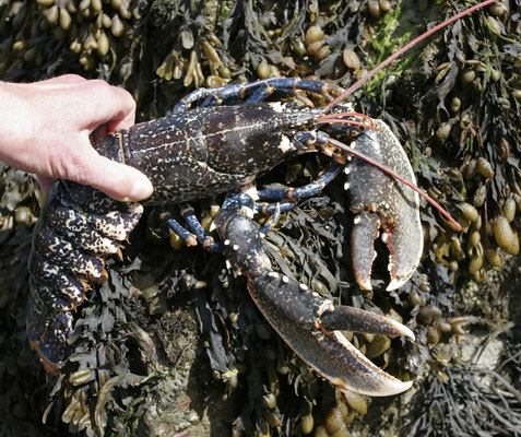 Imagirance- Homard breton