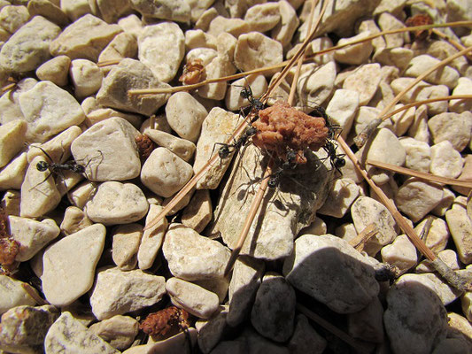 Ameisen mühen sich mit Müsliresten