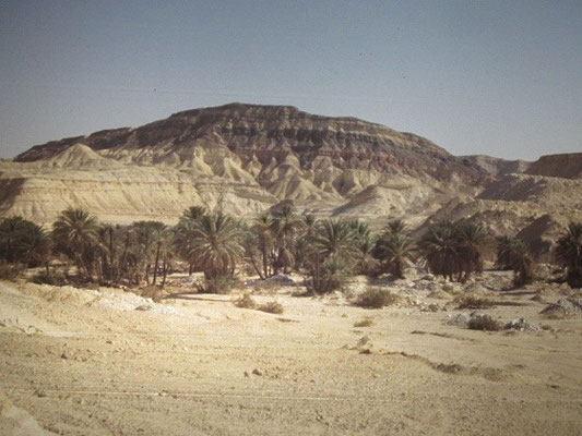 Eine weitere Oase in der Wüste. Zum Teil sind die Oasen bewohnt.