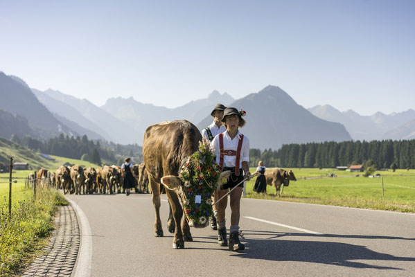 Viehscheid - eine Tradition und Attraktion im Allgäu