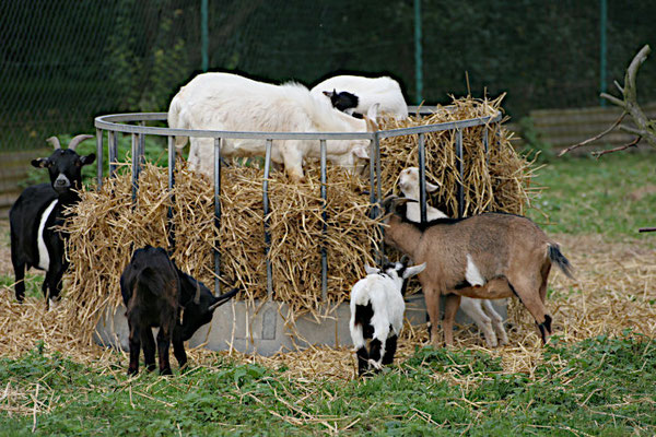 Ziegen in den Wiesen bei Ranstadt