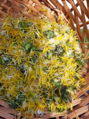 Löwenzahnblüten Sammlung
