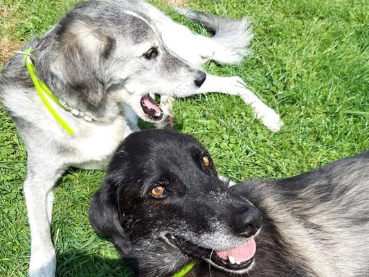 Silver und Samur