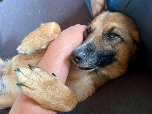Thor (jetzt Georgie)