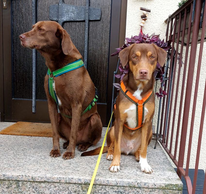 Fips (jetzt Felix) und Sunny