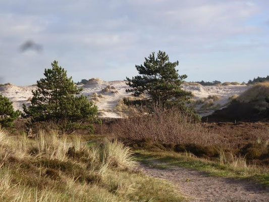 Foothpath in the dunes