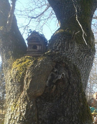 Das Käuzchenhaus in der Eiche