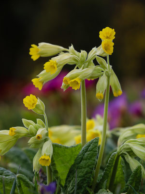 Schlüsselblume