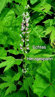 Herzgespann