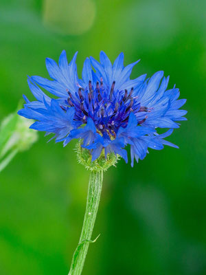 Kornblume