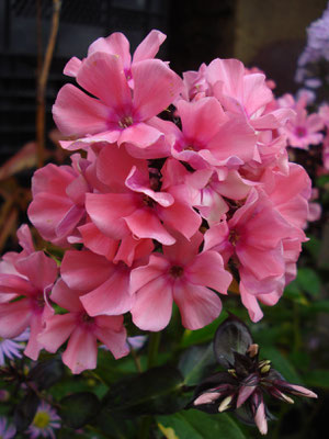 Phlox paniculata Windsor