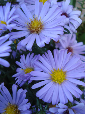 Aster dumosus Audrey