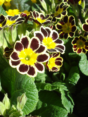 Primula veris Goldlace