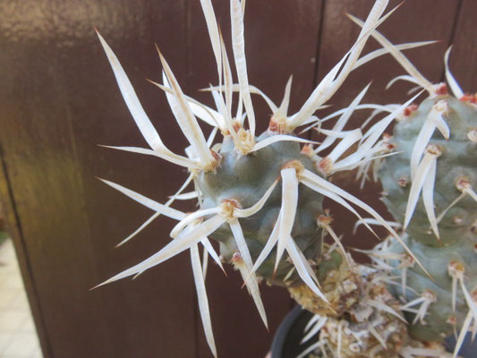 テフロカクタスの部屋 - tephrocactus ページ！