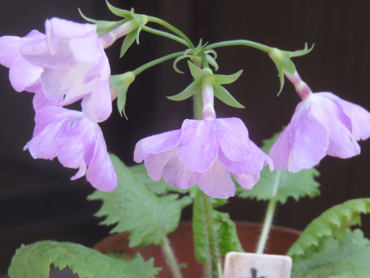 さくらそうとは tephrocactus ページ
