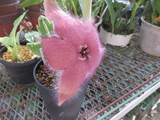 花サボテンの部屋 - tephrocactus ページ！