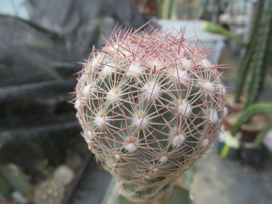 北米難物の部屋 - tephrocactus ページ！