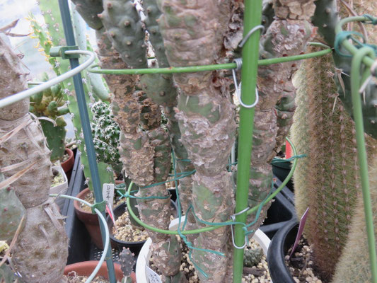 テフロカクタスの部屋 - tephrocactus ページ！