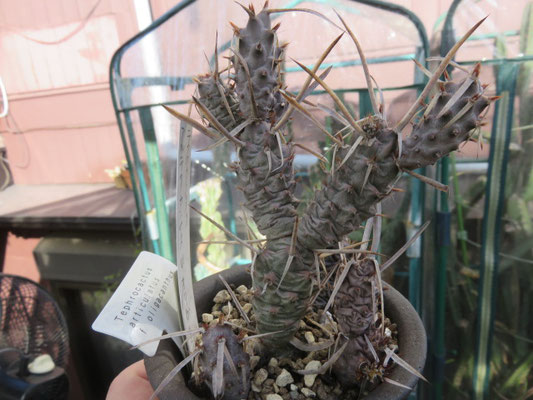 テフロカクタスの部屋 - tephrocactus ページ! テフロカクタスの部屋 - tephrocactus ページ!