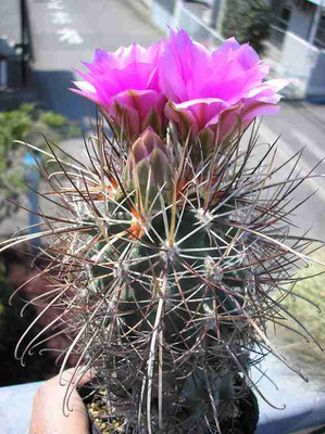北米難物の部屋 - tephrocactus ページ！