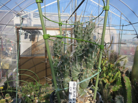 テフロカクタスの部屋 - tephrocactus ページ! テフロカクタスの部屋 - tephrocactus ページ!