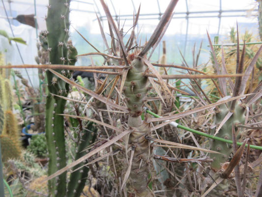 テフロカクタスの部屋 - tephrocactus ページ! テフロカクタスの部屋 - tephrocactus ページ!