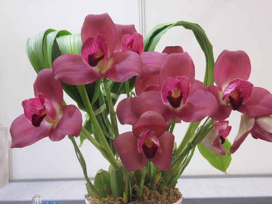 蘭の部屋 東洋蘭、日本の野生蘭、洋蘭 - tephrocactus ページ！