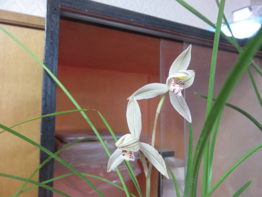 蘭の部屋 東洋蘭、日本の野生蘭、洋蘭 - tephrocactus ページ！