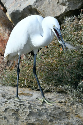Aigrette gazette et sa proie