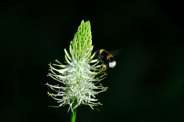 Bourdon terrestre butinant une Raiponce en épi
