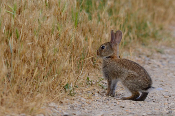 Lapin de Garenne