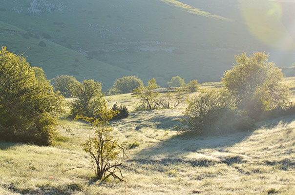 Paysage givré au petit matin