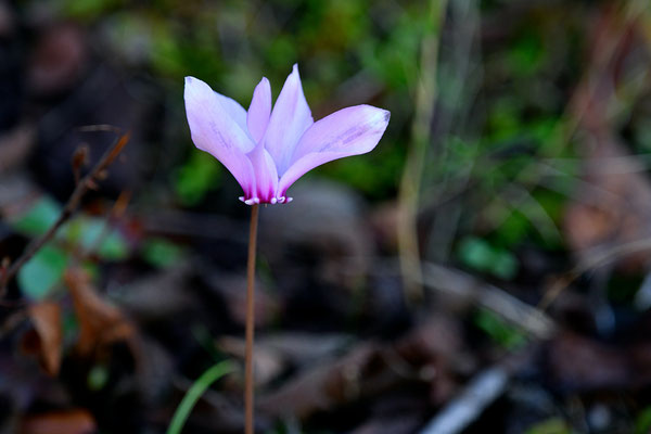 Cyclamen à feuilles de lierre