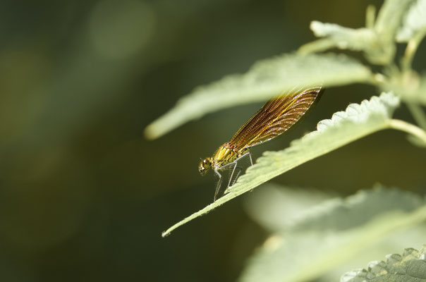 Caloptéryx hémorroïdal