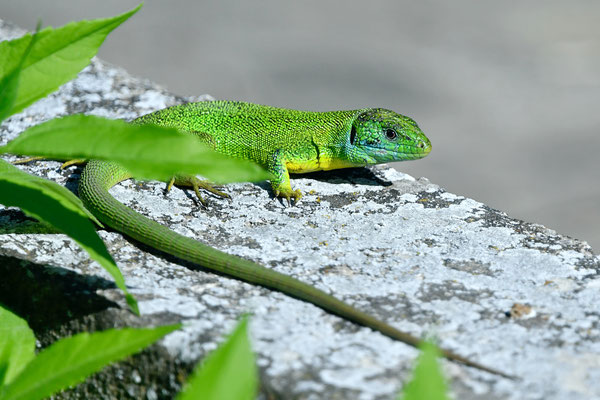 Lézard vert occidental