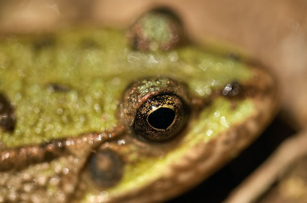 Grenouille verte