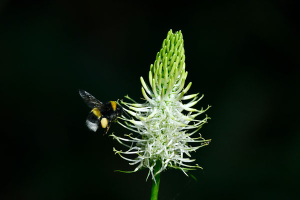 Bourdon terrestre butinant une Raiponce en épi
