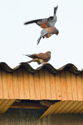 Faucons crécerellettes