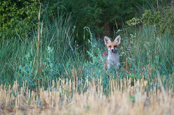Renard roux