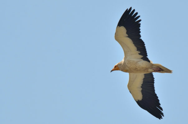 Vautour perncoptère