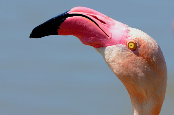 Flamant rose