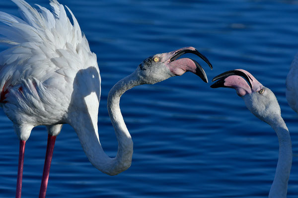 Flamants roses